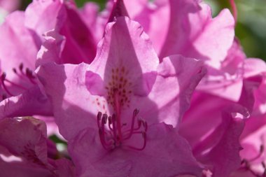 Pembe çiçeğe yaklaş.