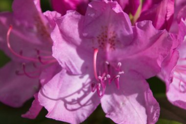 Pembe çiçeğe yaklaş.