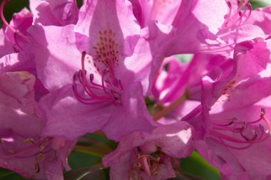 Pembe çiçeğe yaklaş.