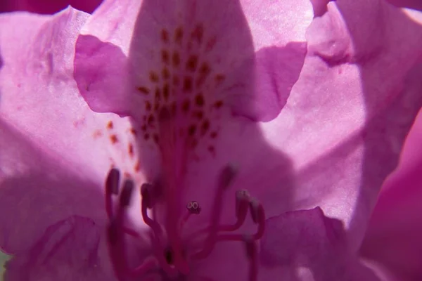 stock image close up of pink flower