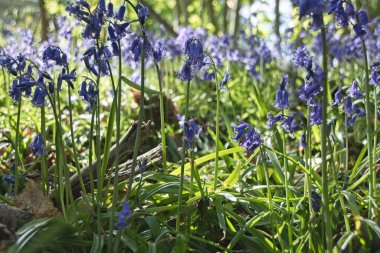 Bahçedeki mavi çiçekler