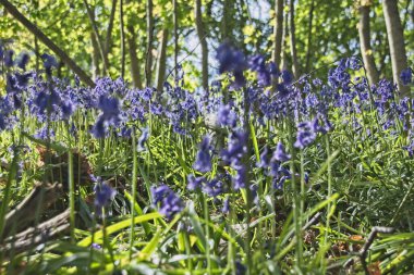 Bahçedeki mavi çiçekler