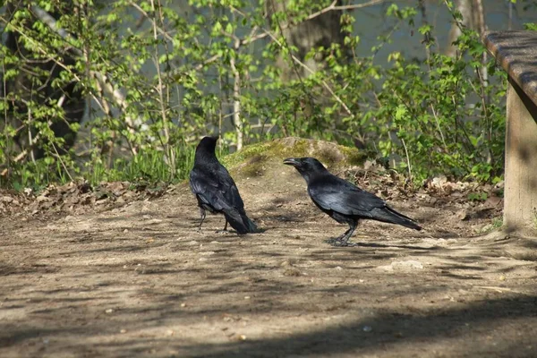 Kraai Grond — Stockfoto