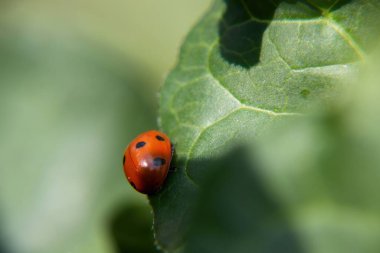 Yapraktaki uğur kuşu.