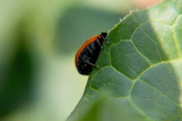 Ladybird Leaf — стоковое фото
