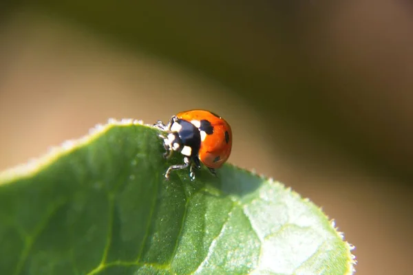 Una Mariquita Hoja — Foto de Stock