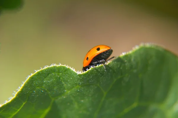 Une Coccinelle Sur Feuille — Photo