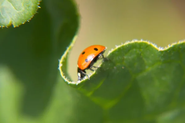 Una Mariquita Hoja —  Fotos de Stock