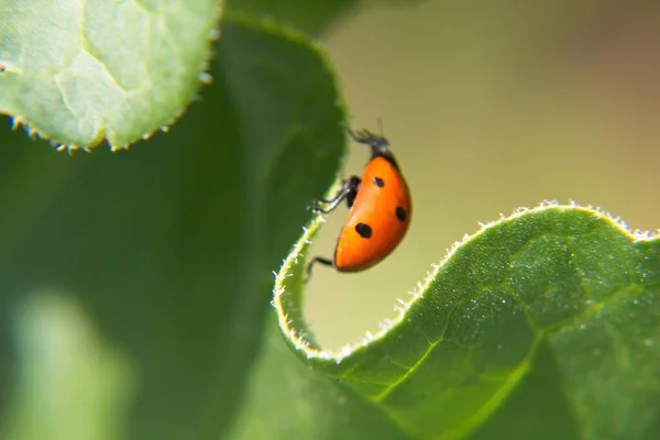 Una Mariquita Hoja —  Fotos de Stock