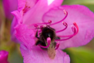 Pembe çiçekte bir arı
