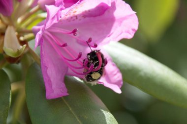 Pembe çiçekte bir arı