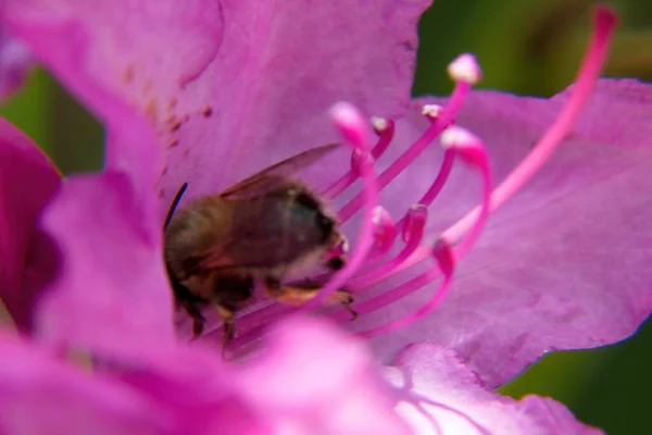 Μια Μέλισσα Ροζ Λουλούδι — Φωτογραφία Αρχείου