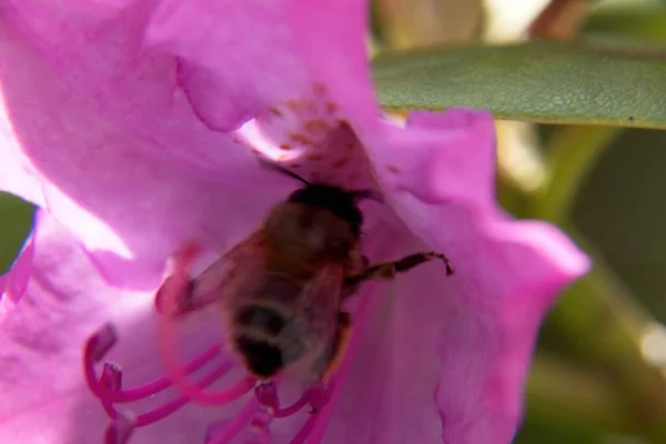 Eine Biene Auf Rosa Blume — Stockfoto