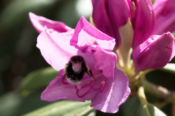 Μια Μέλισσα Ροζ Λουλούδι — Φωτογραφία Αρχείου