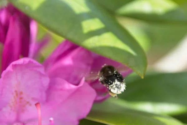 Uma Abelha Flor Rosa — Fotografia de Stock