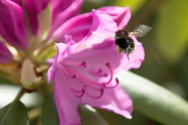 Een Bij Roze Bloem — Stockfoto