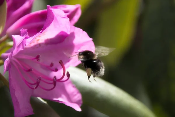 Пчела Розовом Цветке — стоковое фото