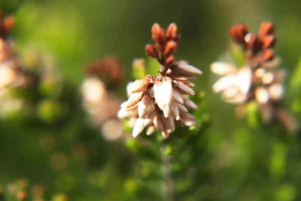 Flores Vermelhas Amarelas — Fotografia de Stock