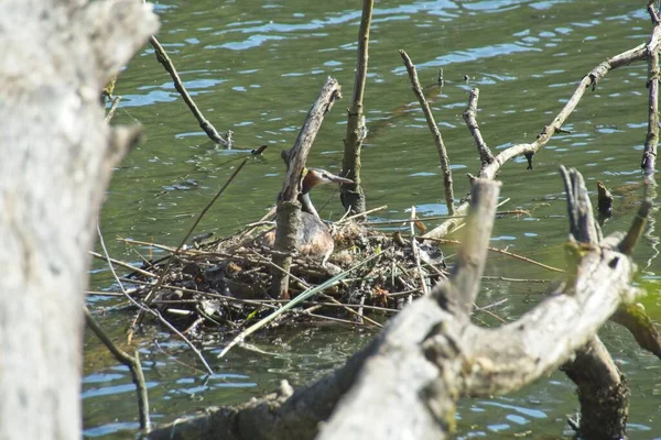 Canard Dans Eau — Photo