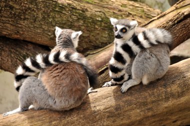 Bir ağaç gövdesi kuyruklarını boyunlarına ile iki ring-tailed Lemurlar oturmak