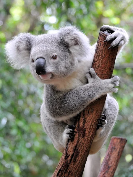 Ciekawy koala — Zdjęcie stockowe