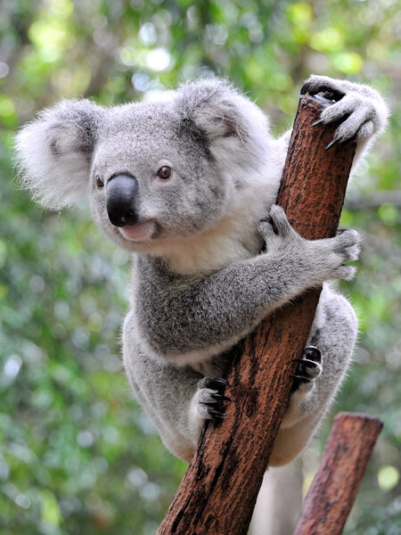 Curious koala