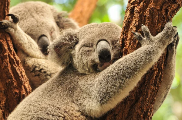 Schlafende Koalas — Stockfoto