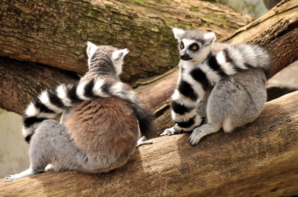 Two ring-tailed lemurs sit on a tree trunk with their tails around their necks Royalty Free Stock Images