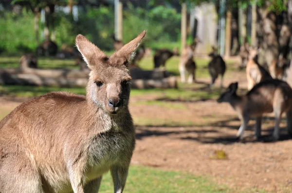 Kangaroos in the kangaroo reserve — Stock Photo, Image