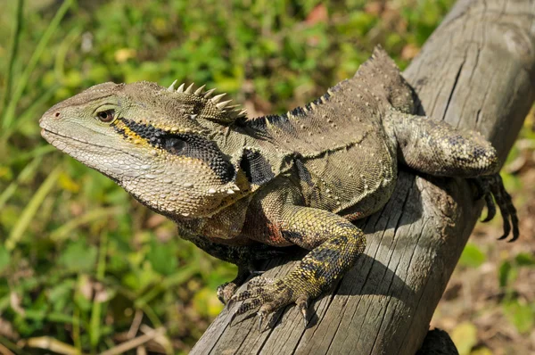 Doğu su dragon