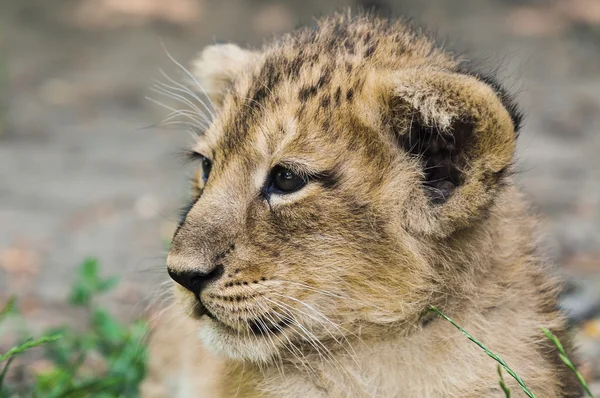 アジアのライオンの子 ストック写真