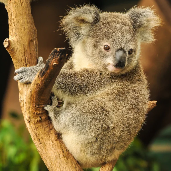 Koala joey siedzi na gałęzi — Zdjęcie stockowe