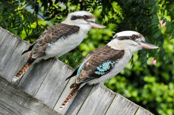 İki gülen kookaburras ahşap bir çit oturmak