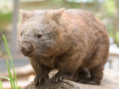 Australian common wombat clipart