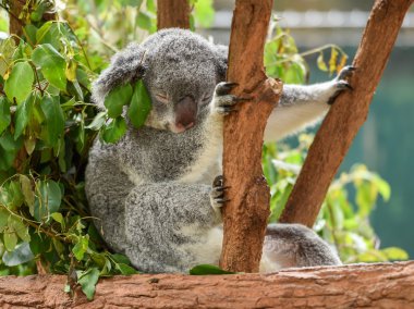 Koala pozisyon otururken uyuyor
