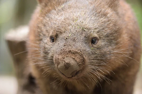 Avustralya ortak wombat portre