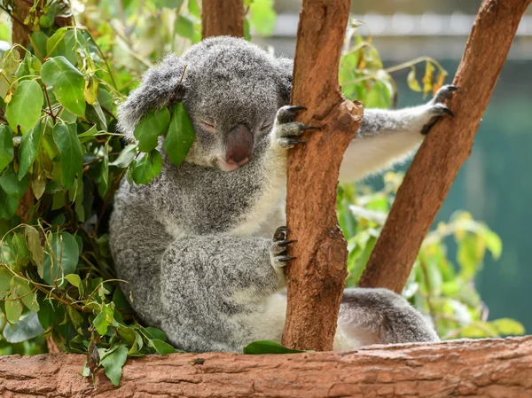 Koala sleeps in sitting position — Stock Photo, Image