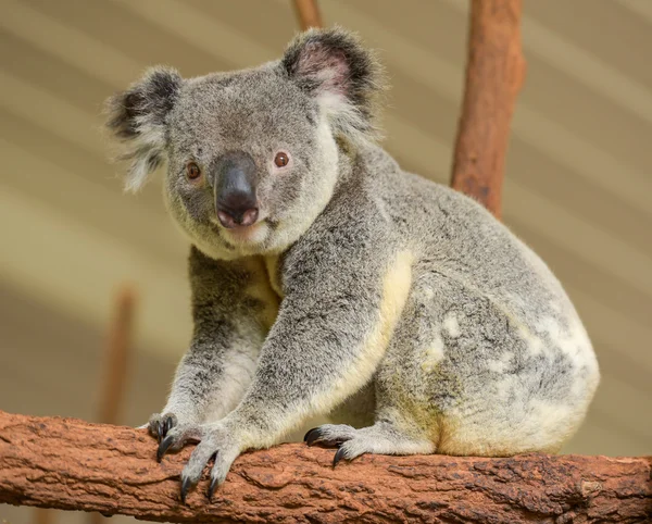 Nieuwsgierig is koala kijkt naar de camera — Stockfoto