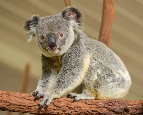 Curioso koala guarda la fotocamera — Foto Stock