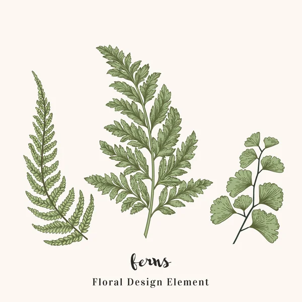 Set with ferns isolated — Stock Vector