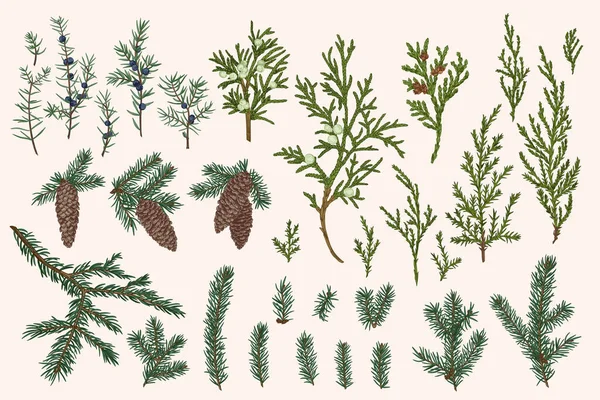 Conjunto Vectorial Ramas Conos Abeto Enebro Navidad Siempre Verde Botánica — Archivo Imágenes Vectoriales