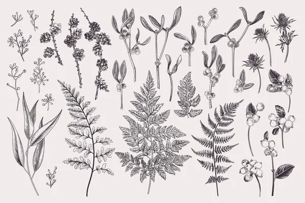 Set Met Winterplanten Vector Botanische Illustratie Varens Lariks Takken Kegels — Stockvector