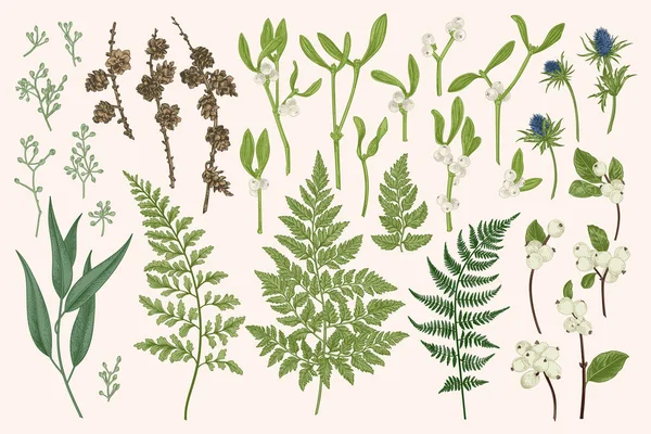 冬の植物で設定します ベクトル植物図 カラマツの枝とコーン ユーカリの葉と種 ミステリー スノーベリー ブルーアザミ — ストックベクタ