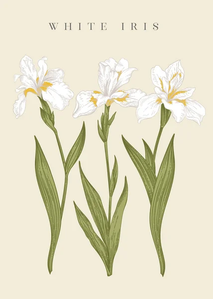 Three White Irises Vector Botanical Illustration — Stock Vector