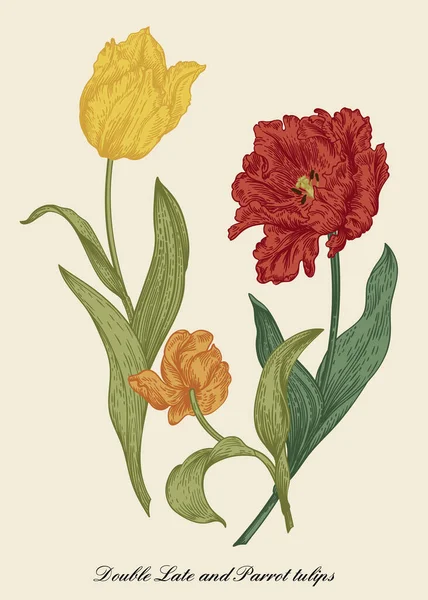 Bouquet Tulipani Giardino Illustrazione Botanica Vettoriale Colorato — Vettoriale Stock
