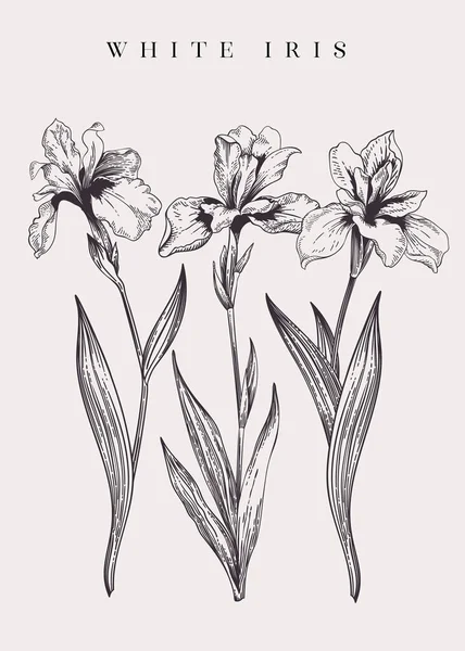 Vintage Poster Three Irises Black White — Stock Vector