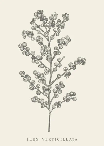 Rama Winterberry Ilex Verticillata Rama Winterberry Ilex Verticillata Ilustración Botánica — Vector de stock