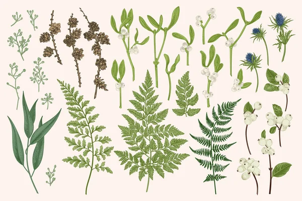 Set Met Winterplanten Vector Botanische Illustratie Varen Lariks Takken Kegels Rechtenvrije Stockillustraties