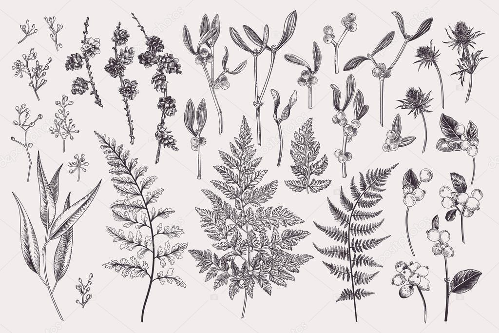 Set with winter plants. Vector botanical illustration. Fern, larch branches and cones, eucalyptus leaves and seeds, mistletoe, snow berry, blue thistle. Black and white.