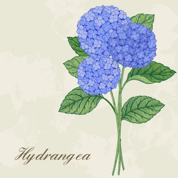 Kaart met hortensia bloemen. — Stockvector